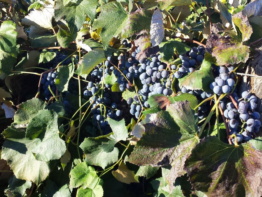 Concord Grapes on the Vine